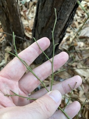 Vaccinium elliottii