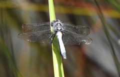 Orthetrum boumiera
