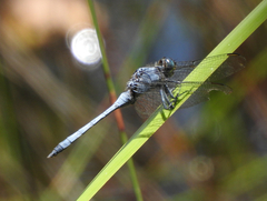 Orthetrum boumiera