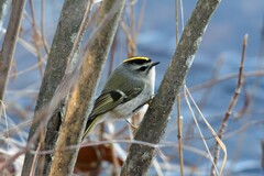 Regulus satrapa satrapa