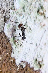 Dryinidae