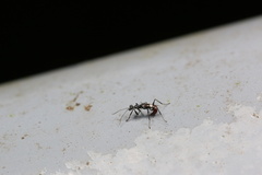 Dryinidae