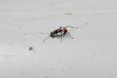 Dryinidae