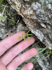 Pentagramma triangularis
