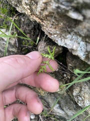 Pentagramma triangularis
