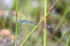 Austrolestes minjerriba