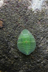 Petalocephala