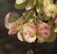 Dodonaea viscosa angustissima