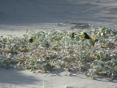 Arctotheca populifolia