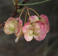 Dodonaea viscosa angustissima