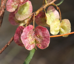 Dodonaea viscosa angustissima