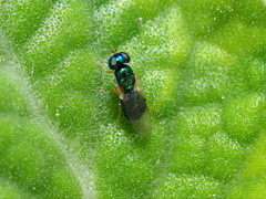 Microchrysa