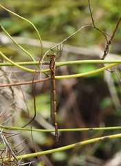 Austrolestes minjerriba