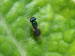 Microchrysa