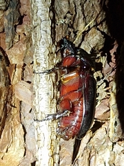 Oryctes rhinoceros