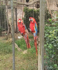 Ara macao cyanopterus