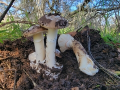 Amanita calyptratoides