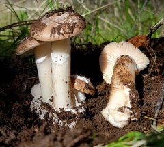Amanita calyptratoides