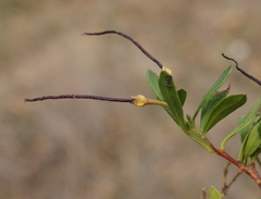 Dodonaea humifusa