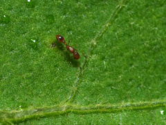 Cardiocondyla