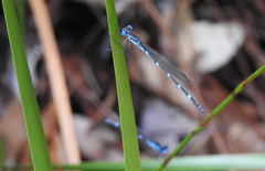 Austrolestes minjerriba