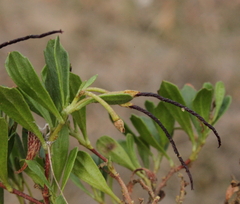 Dodonaea humifusa