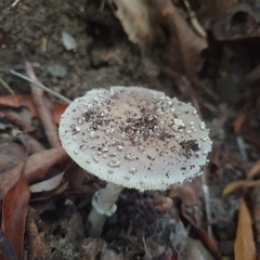 Amanita