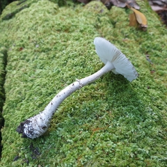 Amanita