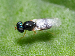 Microchrysa
