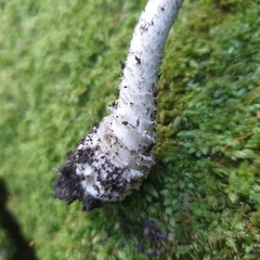 Amanita