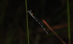 Austrolestes minjerriba