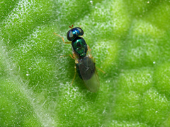 Microchrysa