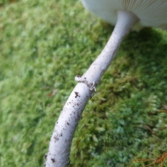 Amanita