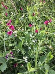 Lathyrus
