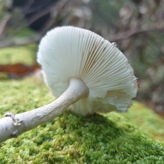 Amanita