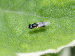 Microchrysa