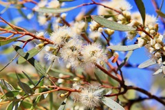 Eucalyptus leptophylla