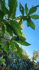 Rhododendron serrulatum