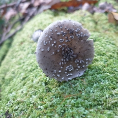 Amanita