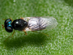 Microchrysa