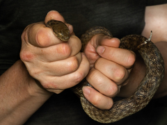 Madagascarophis colubrinus