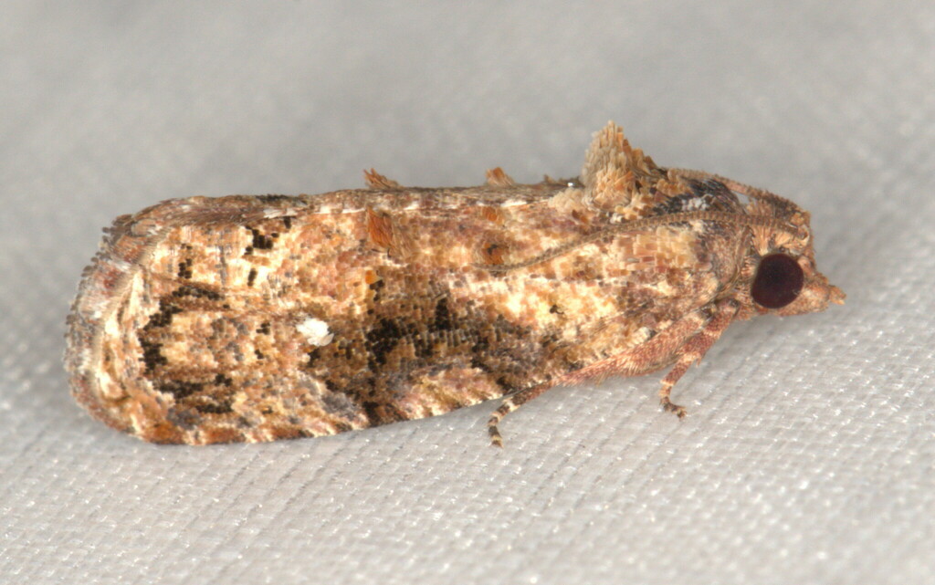 False Codling Moth