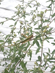 Coryacris angustipennis