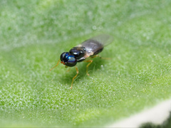 Microchrysa