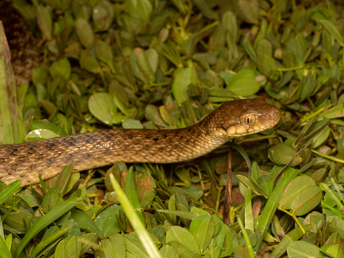 Common Madagascar Cat Snake, Madagascarophis colubrinus