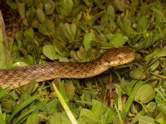 Madagascarophis colubrinus