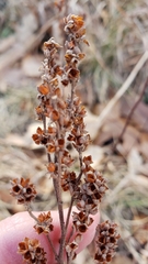 Crocanthemum bicknellii