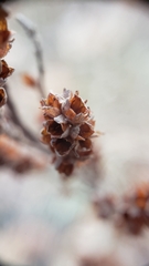 Crocanthemum bicknellii