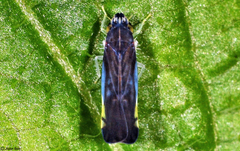 Mileewini