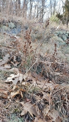 Crocanthemum bicknellii